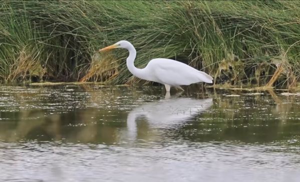 《常回家看看》